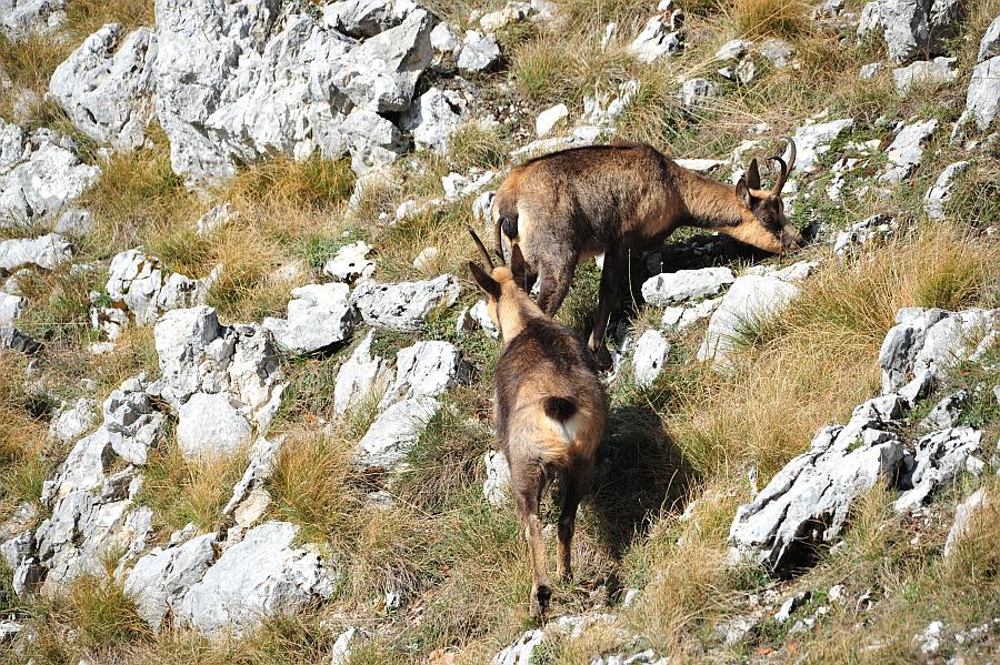 Camoscio d''Abruzzo Rupicapra pyrenaica ornata