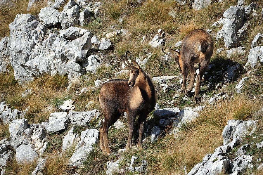 Camoscio d''Abruzzo Rupicapra pyrenaica ornata
