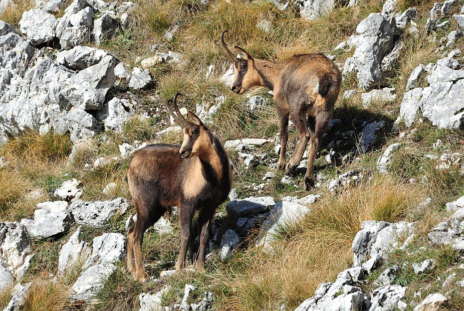 Camoscio d''Abruzzo Rupicapra pyrenaica ornata