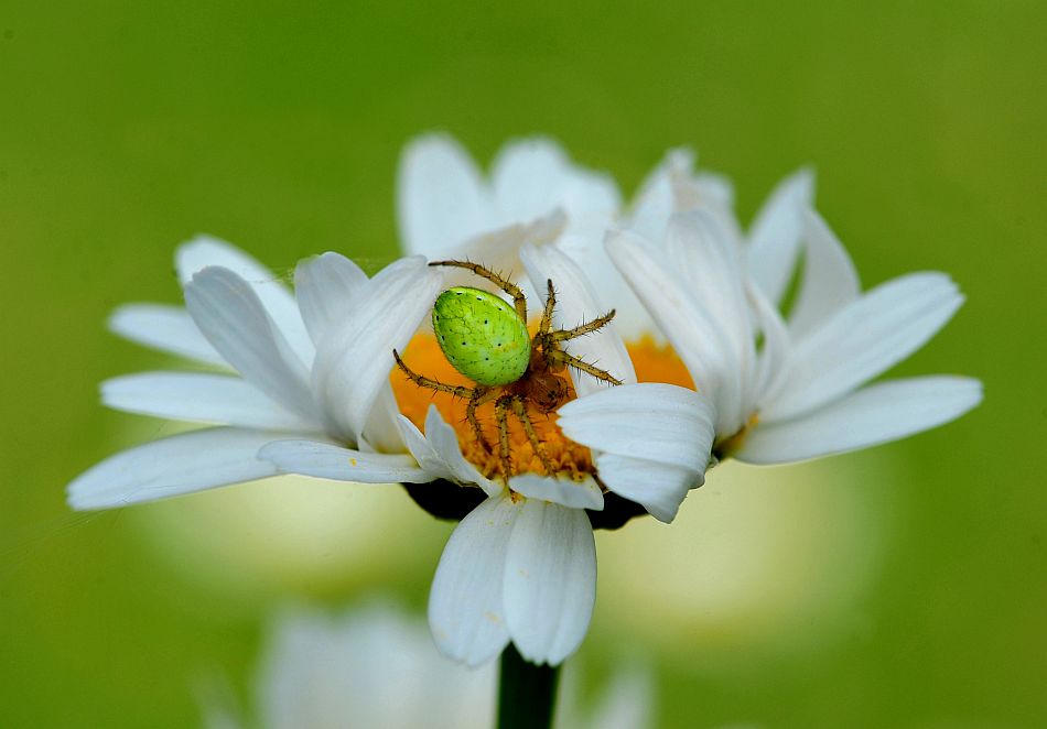 La vita in un fiore