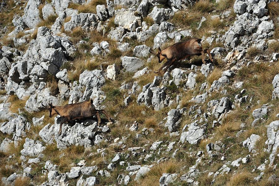 Camoscio d''Abruzzo Rupicapra pyrenaica ornata