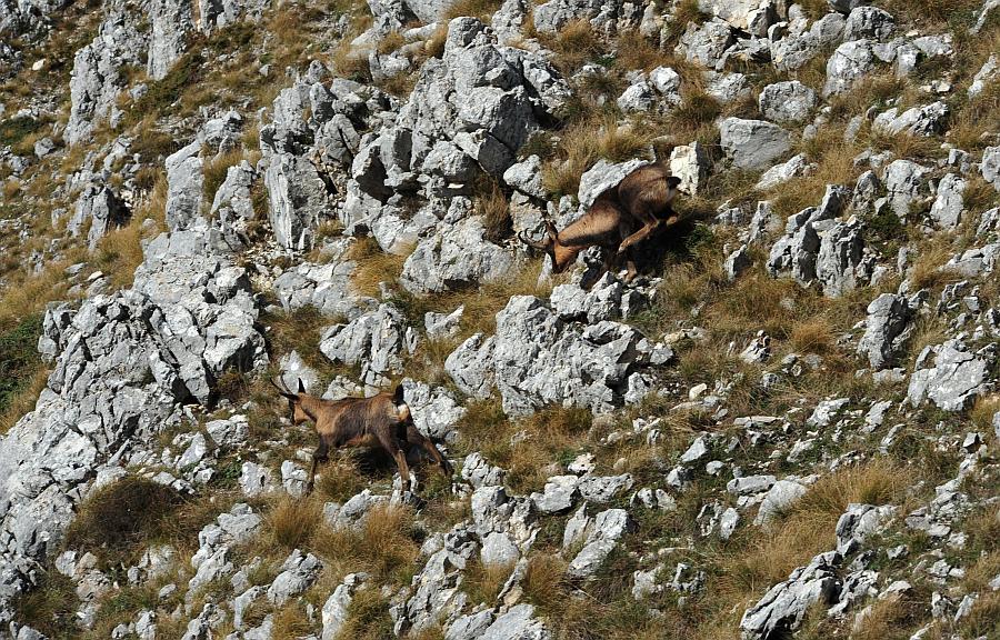Camoscio d''Abruzzo Rupicapra pyrenaica ornata