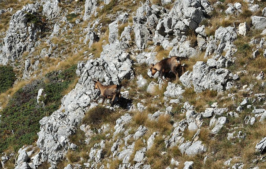 Camoscio d''Abruzzo Rupicapra pyrenaica ornata