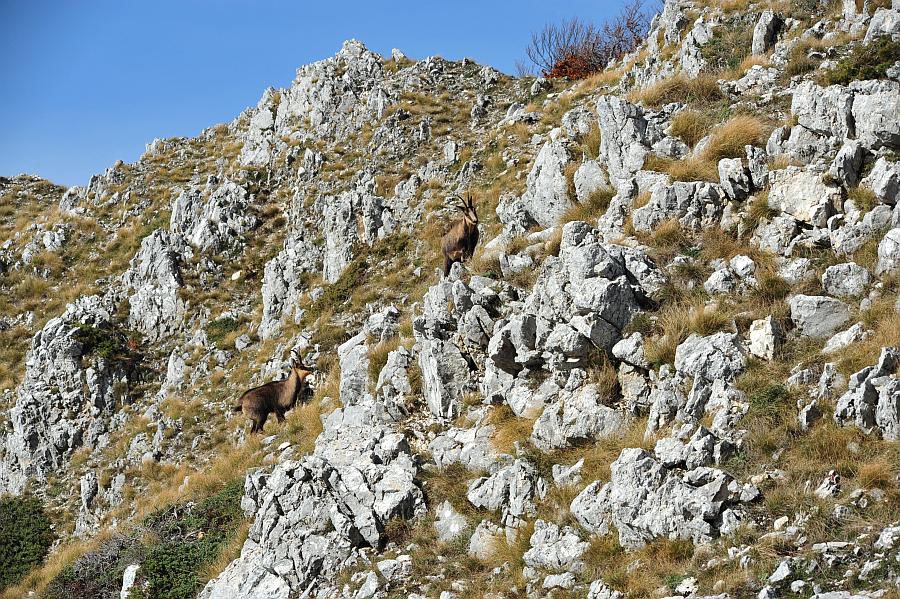 Camoscio d''Abruzzo Rupicapra pyrenaica ornata