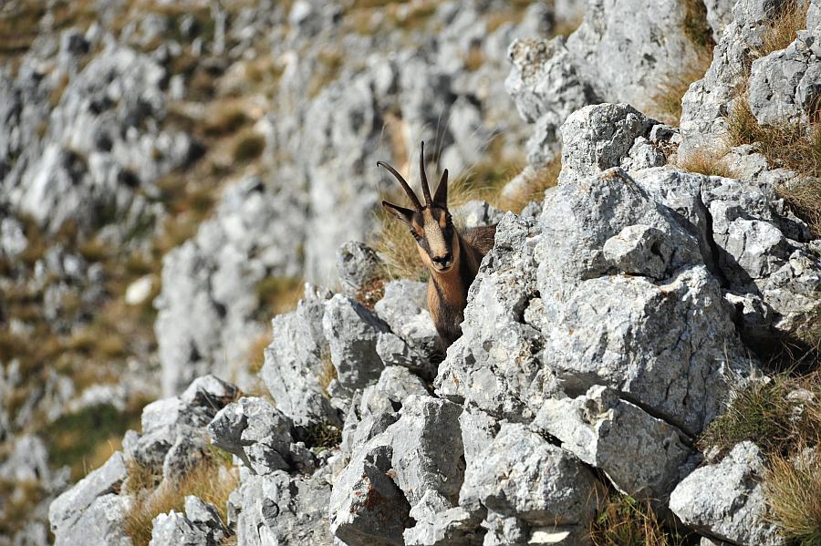 Camoscio d''Abruzzo Rupicapra pyrenaica ornata