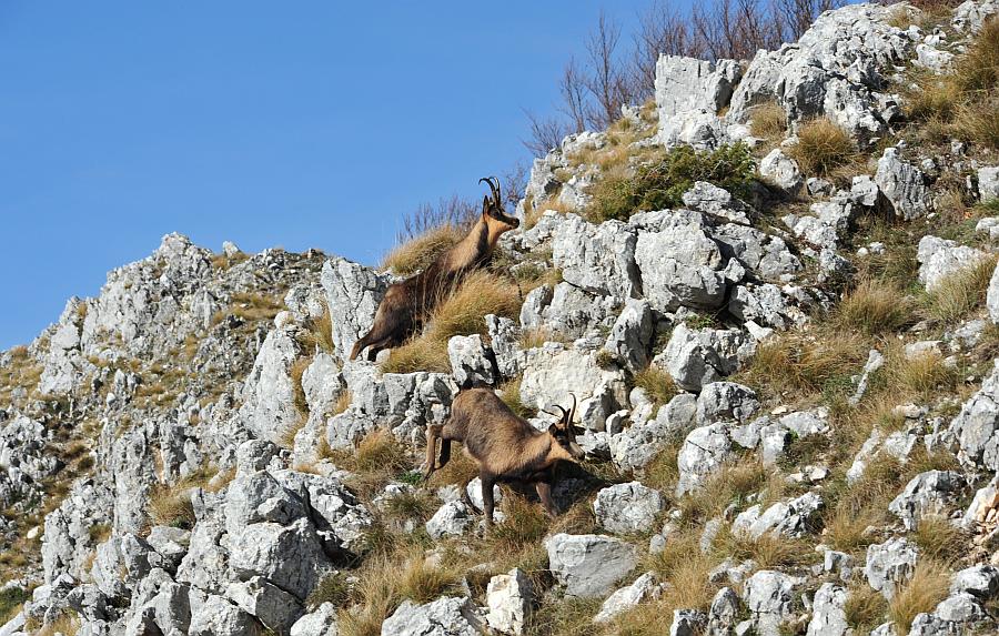 Camoscio d''Abruzzo Rupicapra pyrenaica ornata
