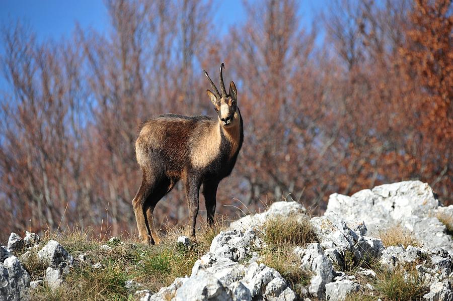 Camoscio d''Abruzzo Rupicapra pyrenaica ornata