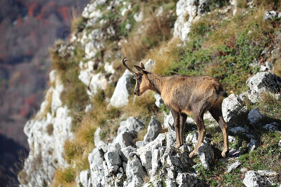 Camoscio d''Abruzzo Rupicapra pyrenaica ornata