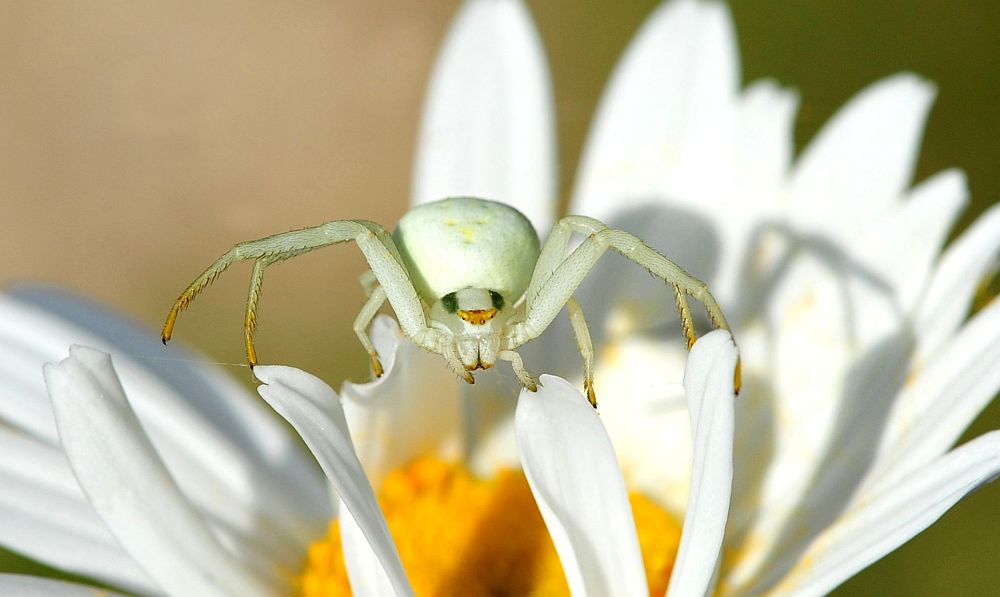 La vita in un fiore