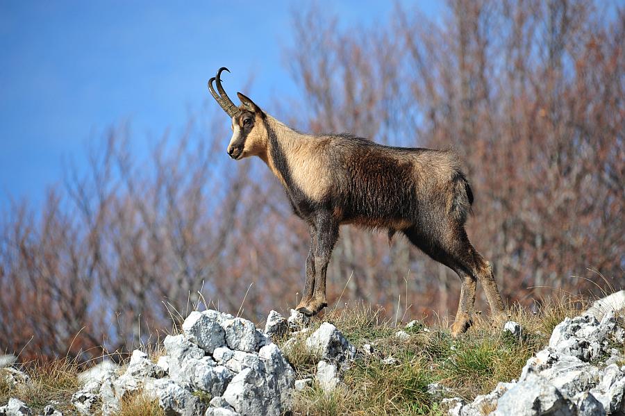 Camoscio d''Abruzzo Rupicapra pyrenaica ornata