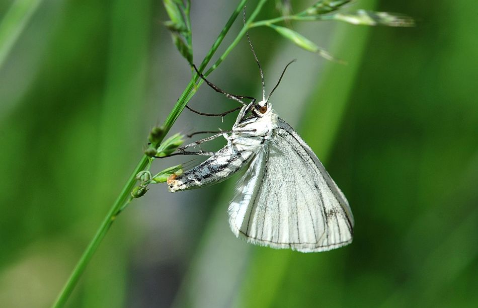 Ancora una deposizione - Siona lineata, Geometridae