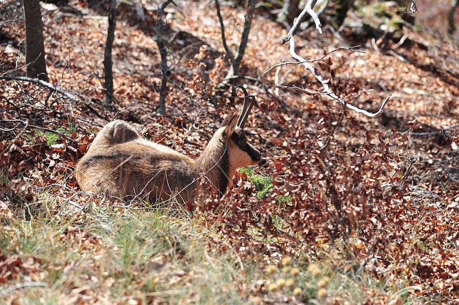 Camoscio d''Abruzzo Rupicapra pyrenaica ornata