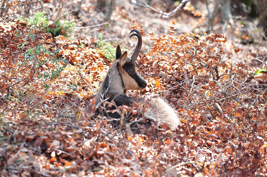 Camoscio d''Abruzzo Rupicapra pyrenaica ornata