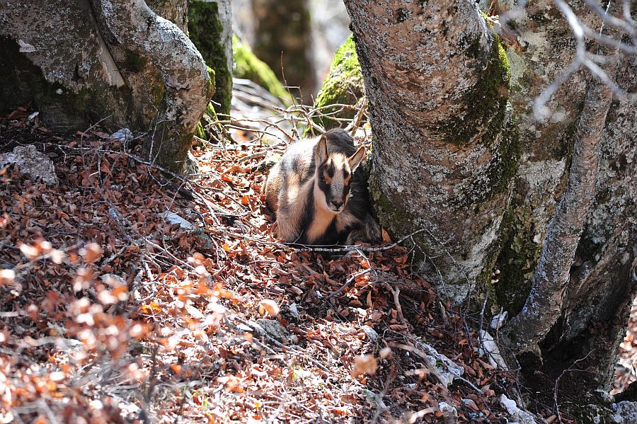 Camoscio d''Abruzzo Rupicapra pyrenaica ornata