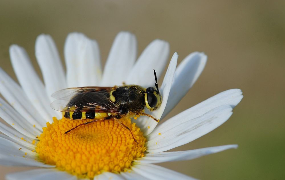 La vita in un fiore