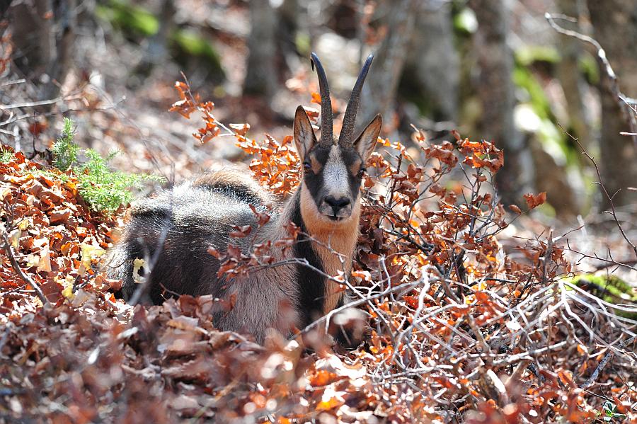 Camoscio d''Abruzzo Rupicapra pyrenaica ornata
