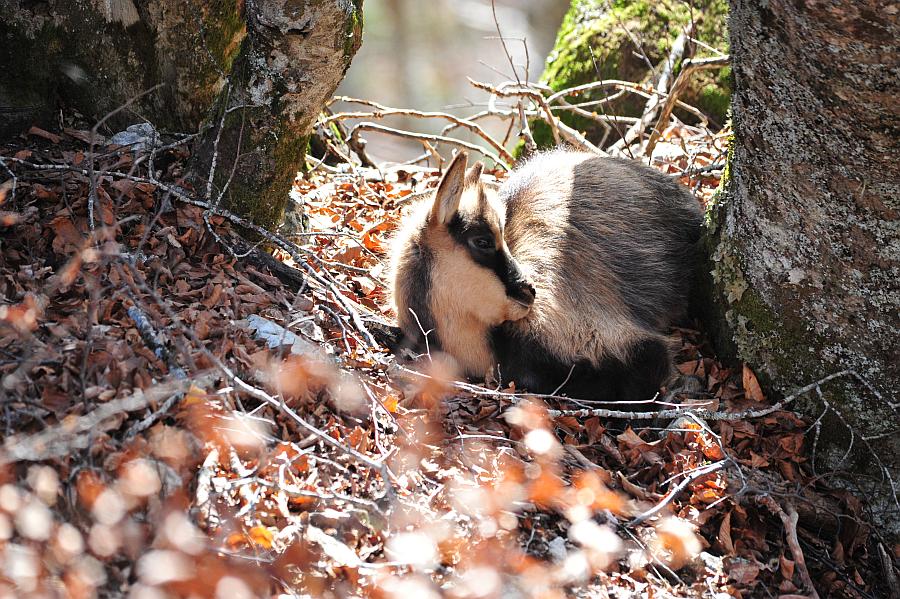 Camoscio d''Abruzzo Rupicapra pyrenaica ornata