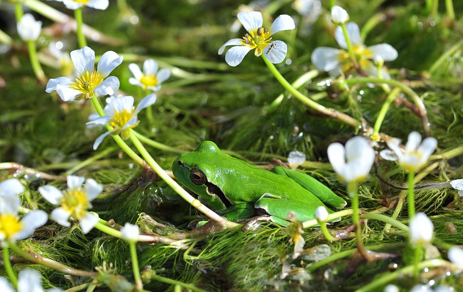 Hyla intermedia