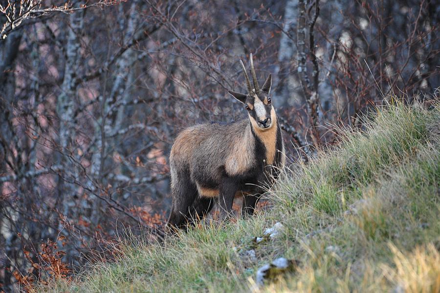 Camoscio d''Abruzzo Rupicapra pyrenaica ornata