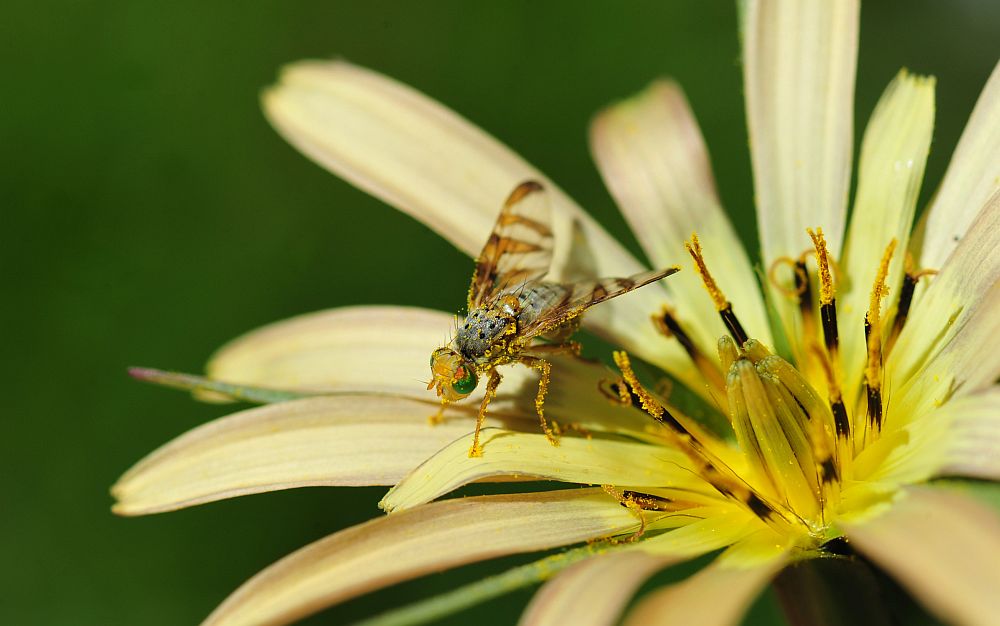 Orellia falcata  (Tephritidae)