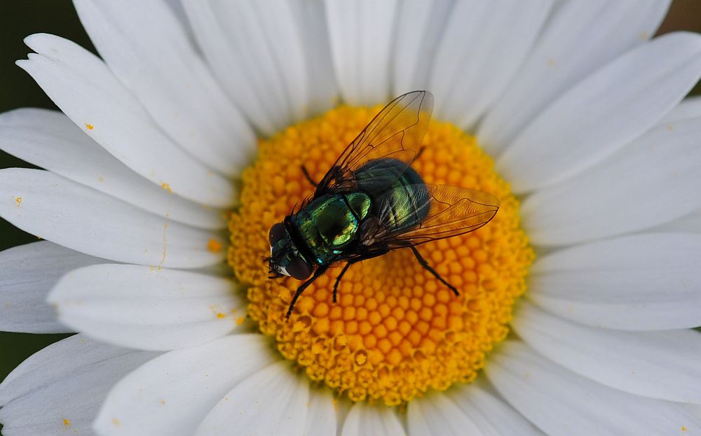 La vita in un fiore