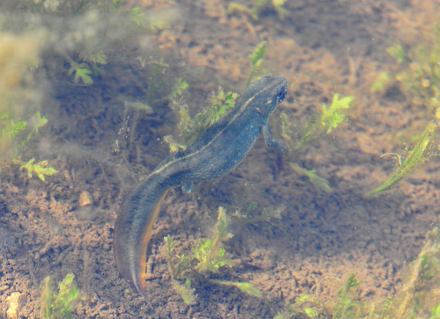 Tritoni in Bassa Valsugana (TN) da identificare - alpestri