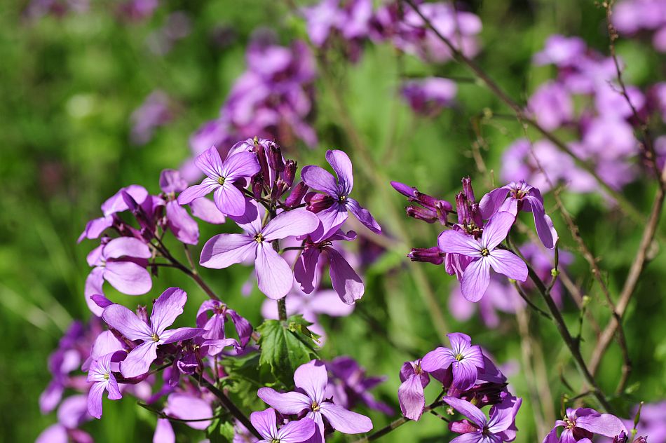 Le ultime arrivate tra le piante gi� fiorite