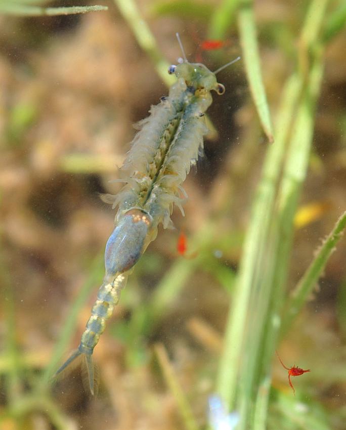 Chirocephalus gr. diaphanus di Civitella Alfedena  (PNALM)