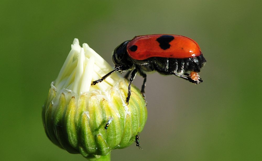 Clytra in deposizione?