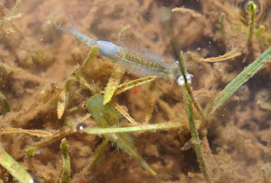 Chirocephalus gr. diaphanus di Civitella Alfedena  (PNALM)