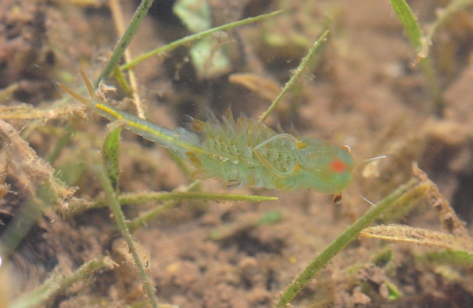Chirocephalus gr. diaphanus di Civitella Alfedena  (PNALM)