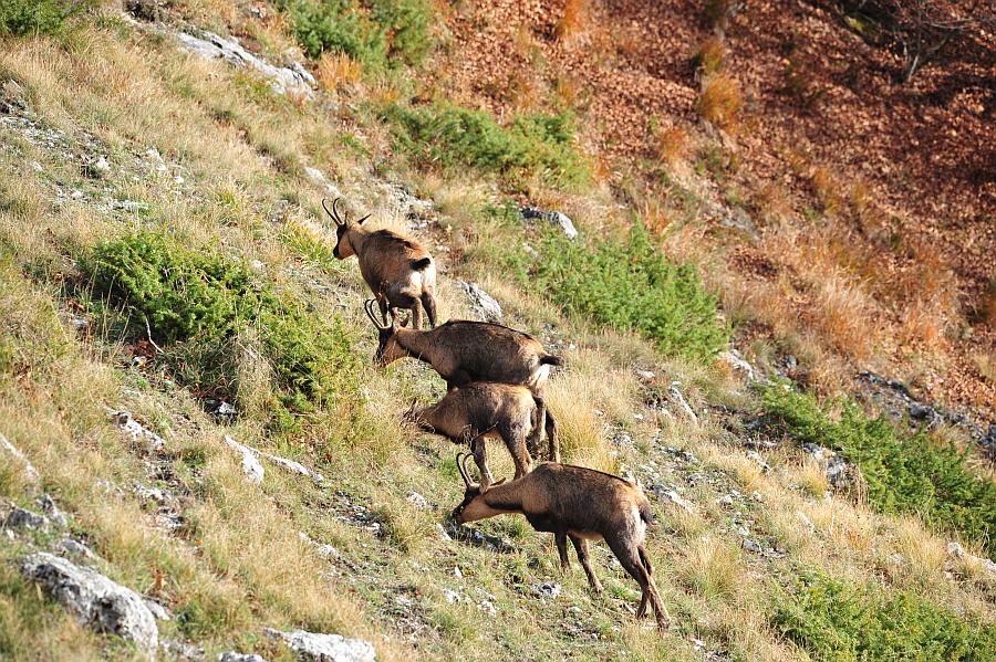Camoscio d''Abruzzo Rupicapra pyrenaica ornata