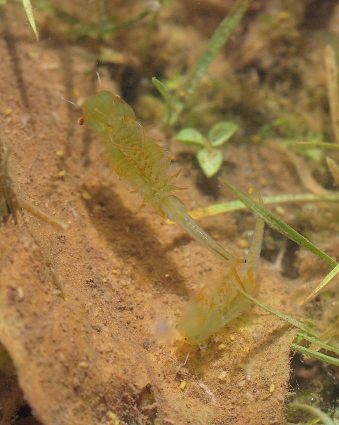 Chirocephalus gr. diaphanus di Civitella Alfedena  (PNALM)