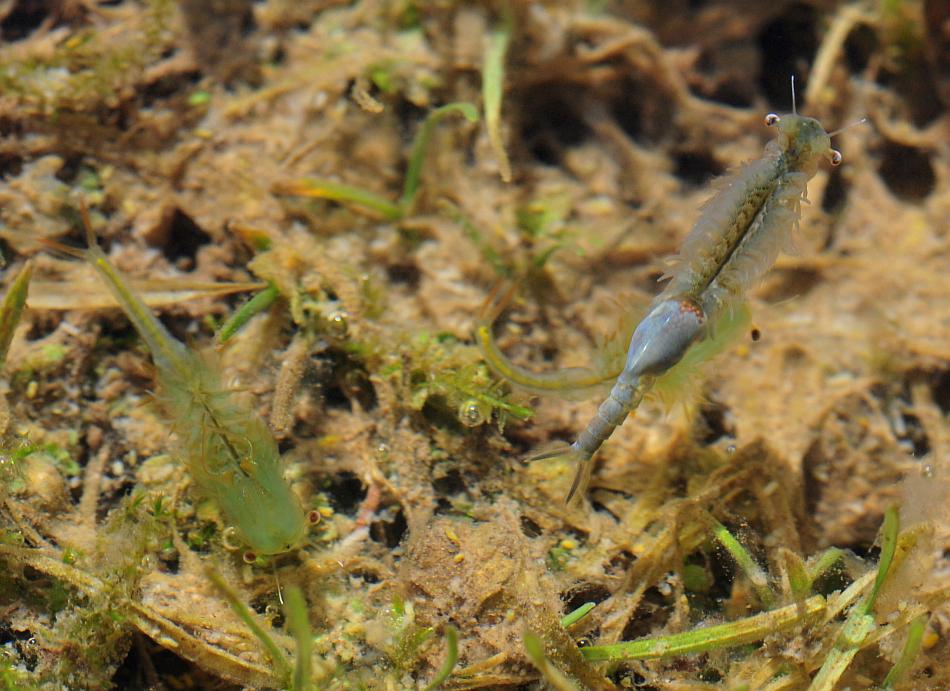 Chirocephalus gr. diaphanus di Civitella Alfedena  (PNALM)
