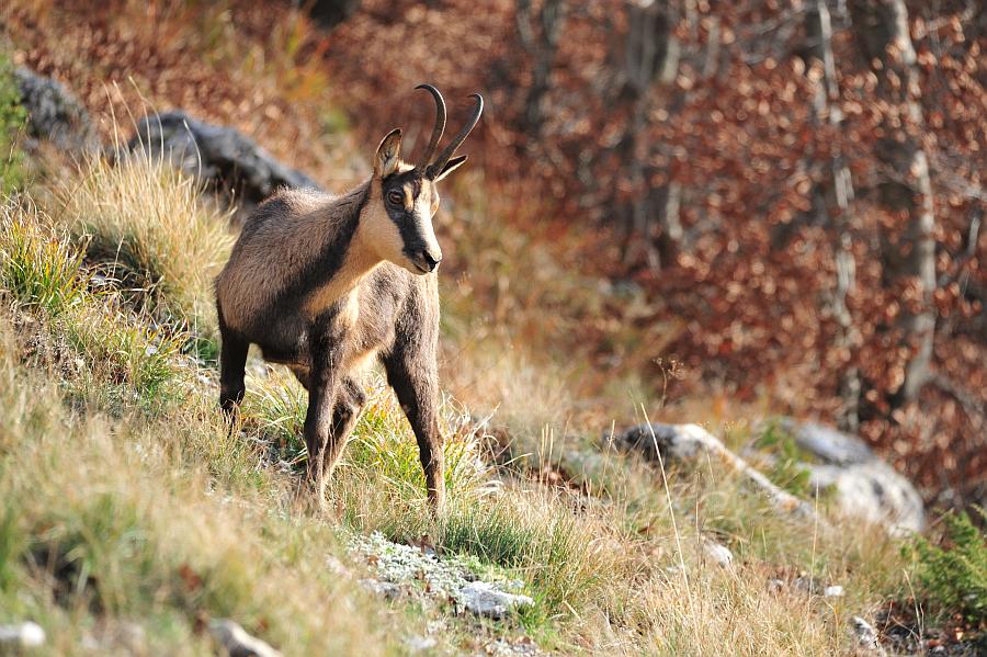 Camoscio d''Abruzzo Rupicapra pyrenaica ornata
