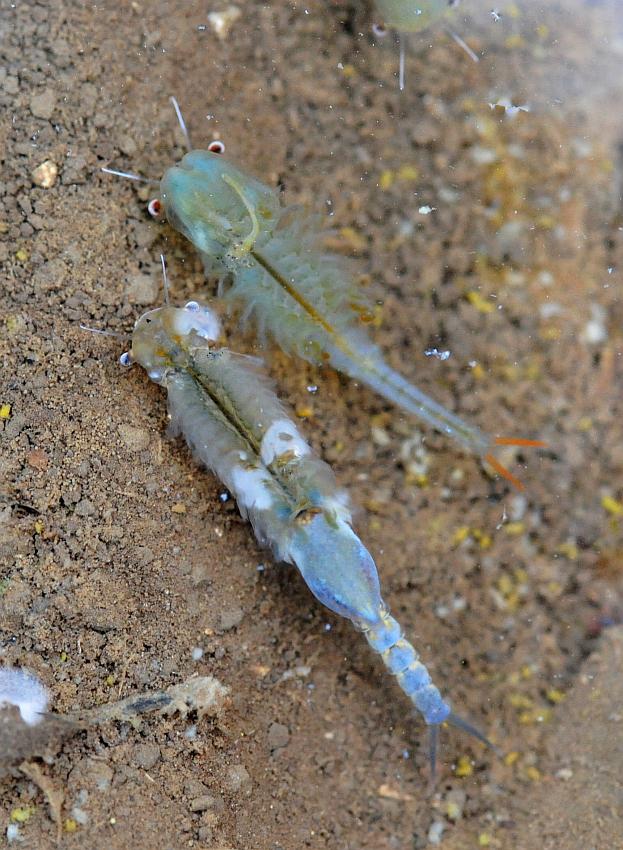 Chirocephalus gr. diaphanus di Civitella Alfedena  (PNALM)