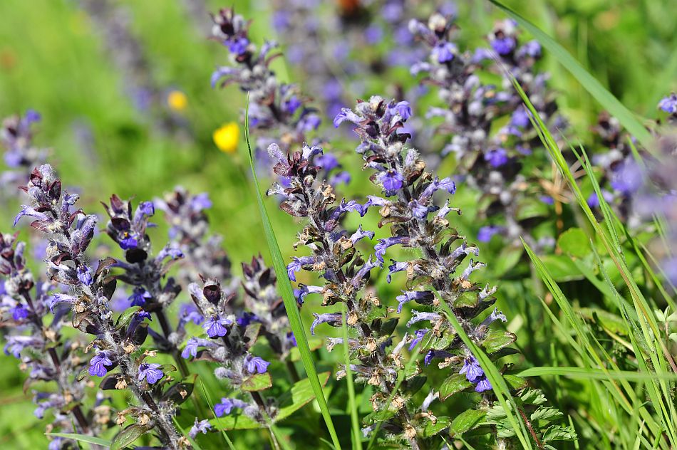 Le ultime arrivate tra le piante gi� fiorite