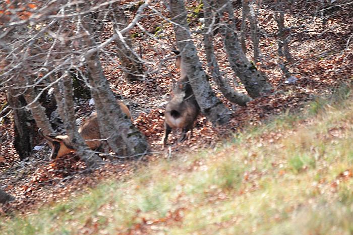 Camoscio d''Abruzzo Rupicapra pyrenaica ornata