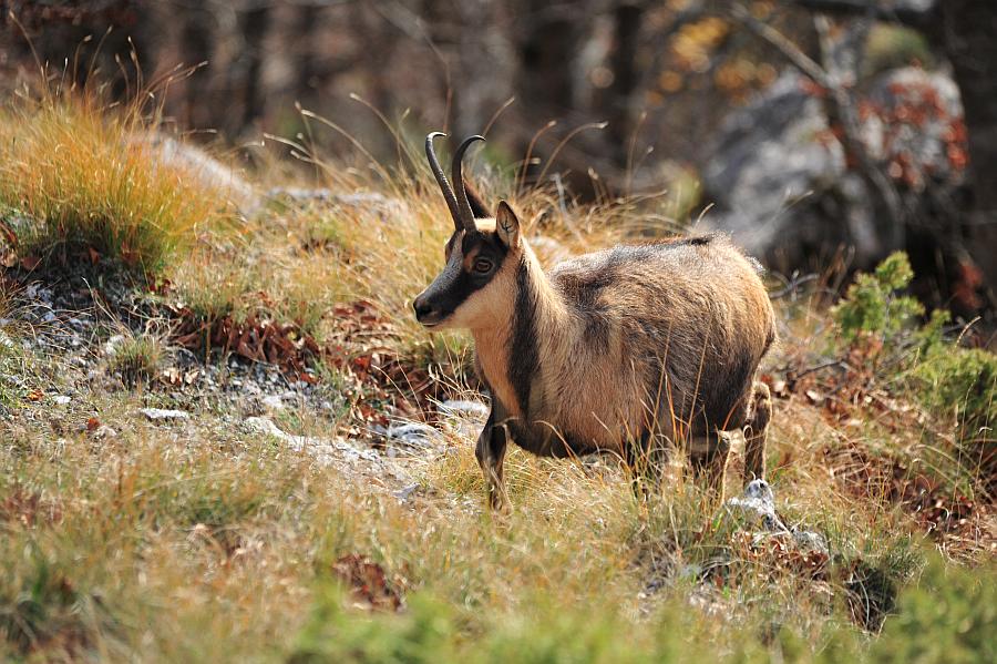 Camoscio d''Abruzzo Rupicapra pyrenaica ornata