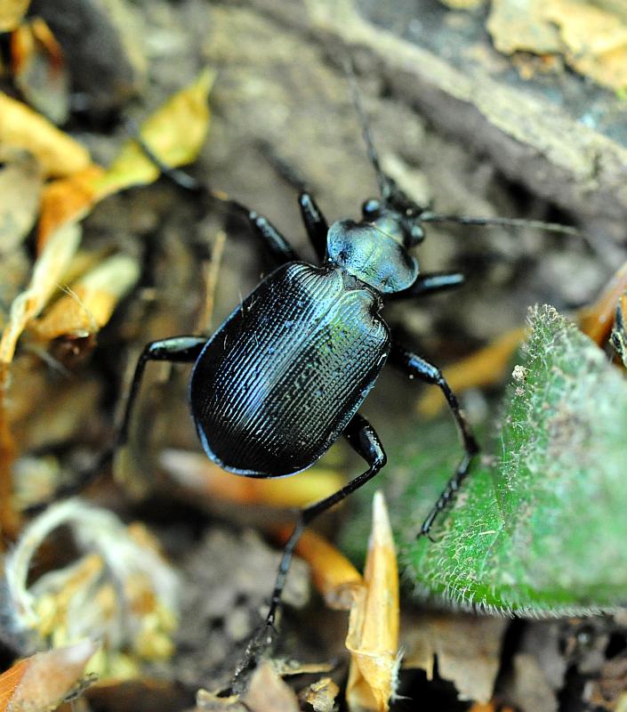 Calosoma ....? C. inquisitor