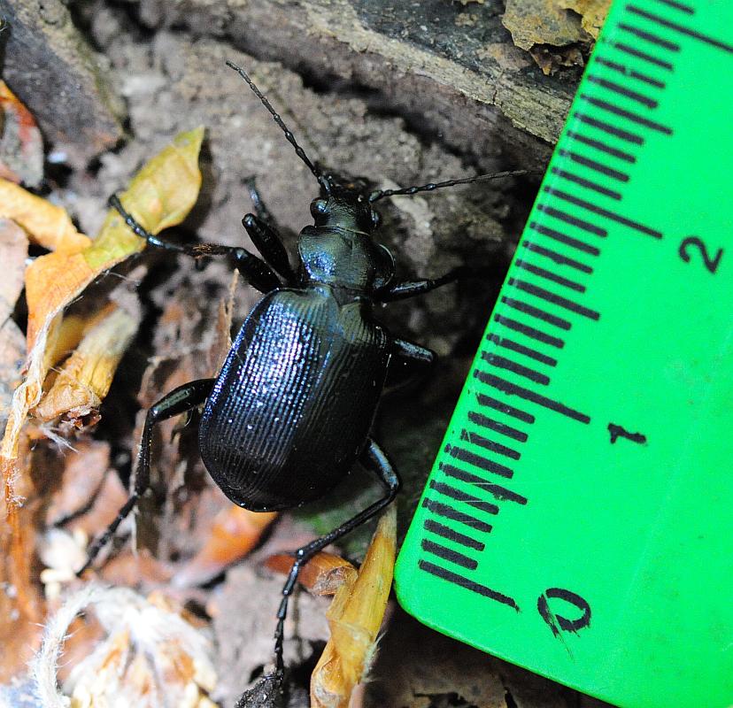 Calosoma ....? C. inquisitor
