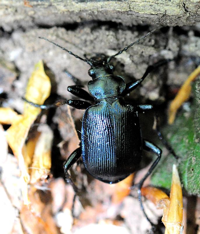 Calosoma ....? C. inquisitor