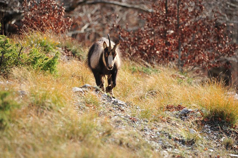 Camoscio d''Abruzzo Rupicapra pyrenaica ornata