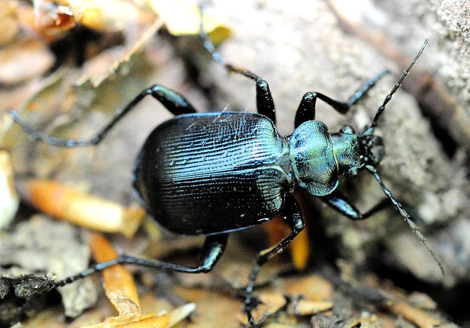 Calosoma ....? C. inquisitor