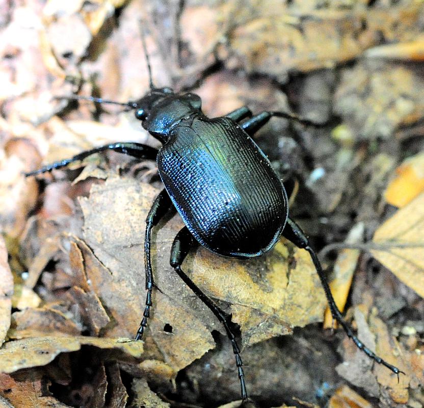 Calosoma ....? C. inquisitor