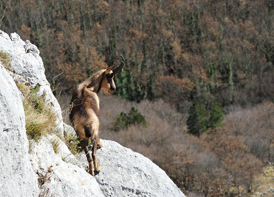 Camoscio d''Abruzzo Rupicapra pyrenaica ornata
