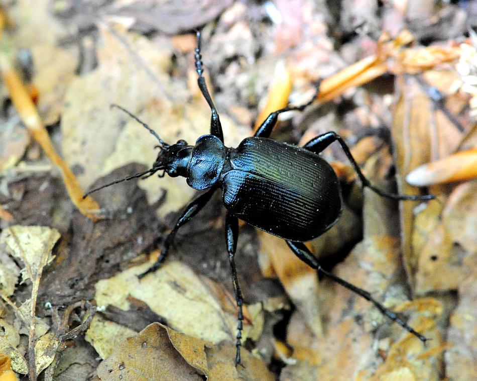 Calosoma ....? C. inquisitor