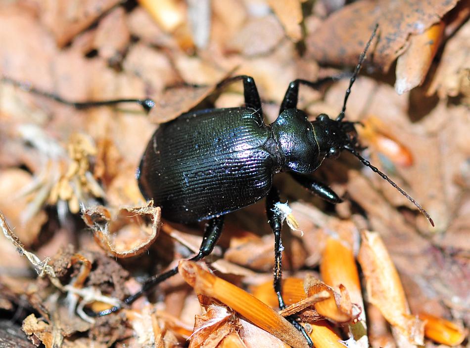 Calosoma ....? C. inquisitor