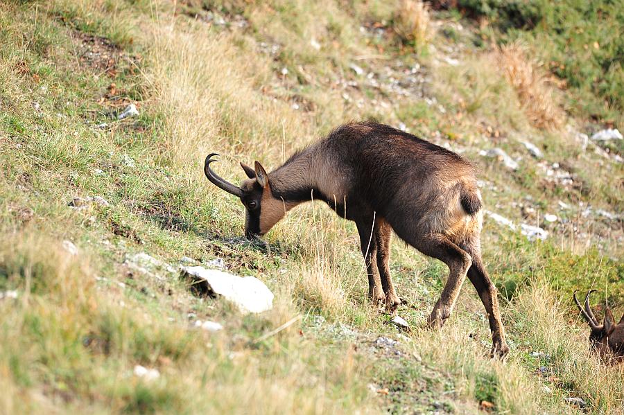 Camoscio d''Abruzzo Rupicapra pyrenaica ornata