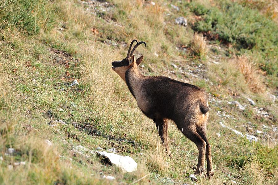 Camoscio d''Abruzzo Rupicapra pyrenaica ornata